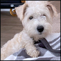 Winston4