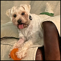 Benji4