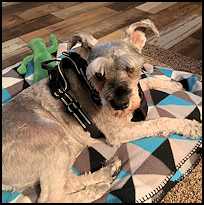 Cooper2