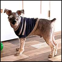 Cooper3
