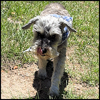 Toby5