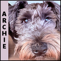 Archie1
