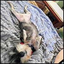 Pippa3