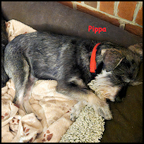 Pippa4
