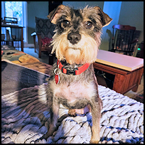 Pippa5