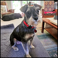 Pippa 6