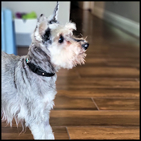 Roscoe6