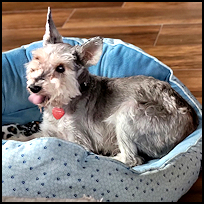 Roscoe7