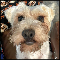 Benji1