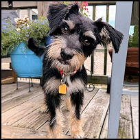 Lucille5