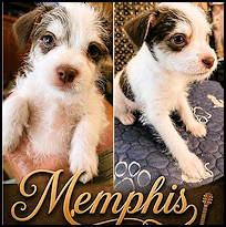 Pups4