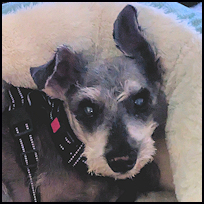 Rosco1