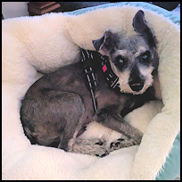 Roscoe4