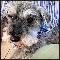 Toby1