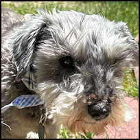 Toby2