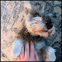 Toby4