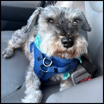 Toby6